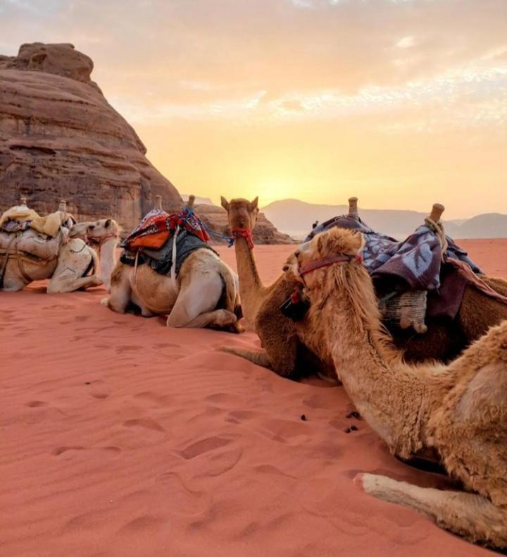 Wadi Rum Nature 外观 照片