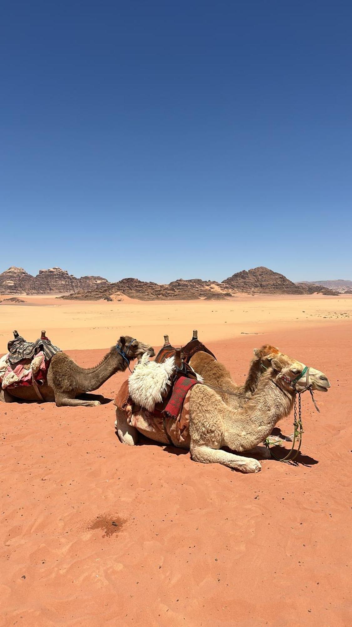 Wadi Rum Nature 外观 照片